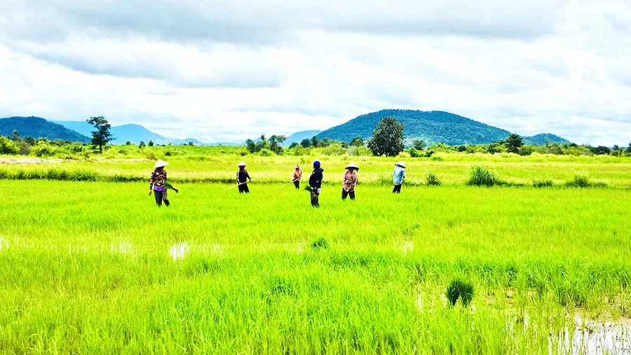 Người dân làng Klăh (xã Ia Mơ) thăm đồng, làm cỏ và dặm lúa. Ảnh: Hồng Thương