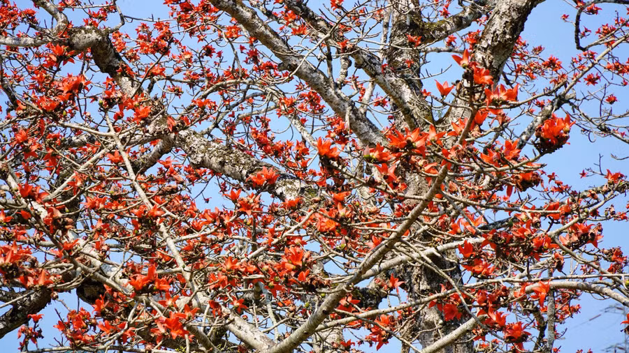 Khi cây gạo trút hết lá để dồn nhựa sống cho mùa hoa, những cành cây khẳng khiu bỗng hóa thành một bức tranh tuyệt mỹ. Hoa nở thành từng chùm, căng tràn sức sống... . ẢNH: MẠNH CƯỜNG