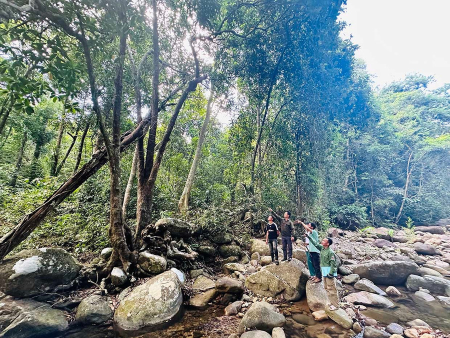 Tổ Quản lý bảo vệ rừng làng Chồm (xã Canh Liên) thường xuyên tuần tra rừng, giúp phát hiện sớm các nguy cơ xâm hại rừng. Ảnh: D.Đ