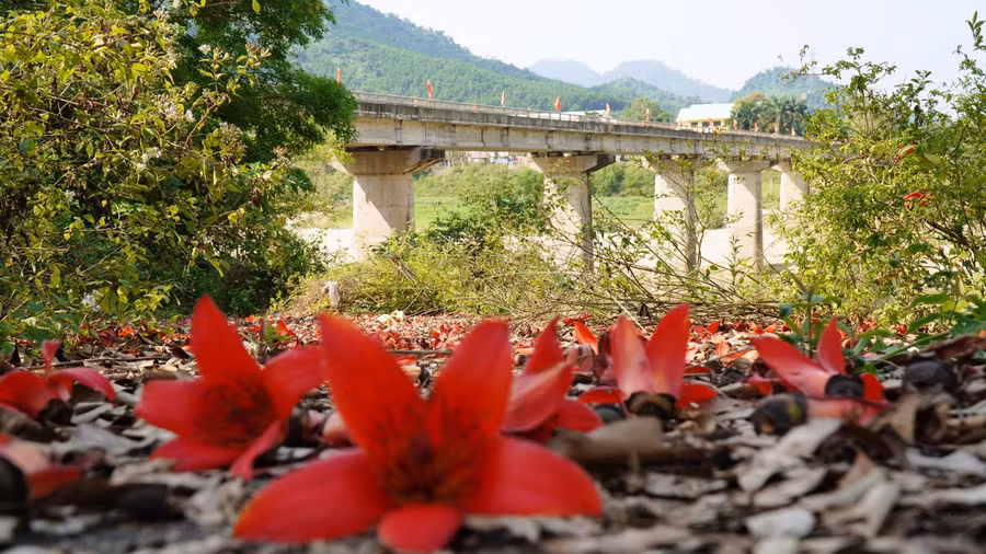 Hoa gạo nhẹ rơi, phủ một lớp thảm đỏ ở ngã ba lịch sử. ẢNH: MẠNH CƯỜNG