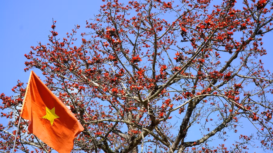 Mùa hoa gạo không chỉ làm đẹp thêm cảnh sắc mà còn là lời nhắc nhở thế hệ hôm nay về trách nhiệm gìn giữ, phát huy những giá trị lịch sử quý báu của vùng đất anh hùng. ẢNH: MẠNH CƯỜNG