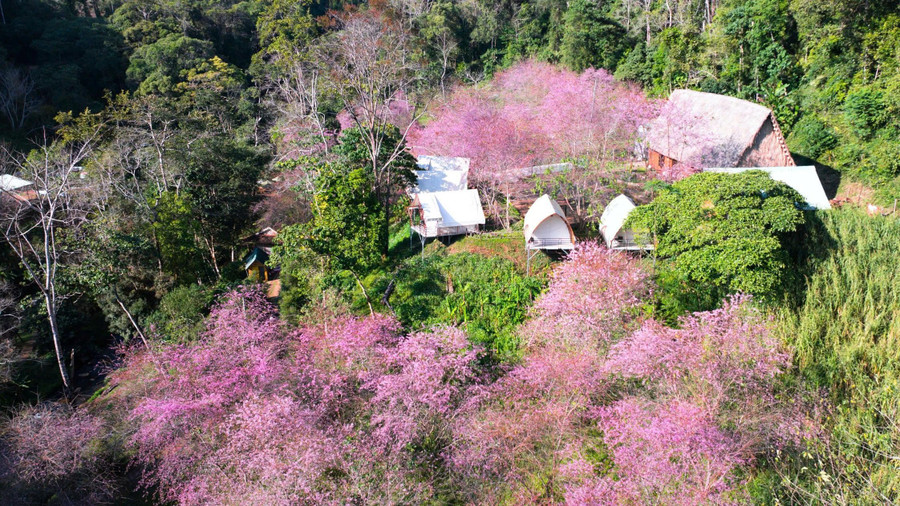 Hoa anh đào khoe sắc ở thác Pa Sỹ, xã Măng Đen. ẢNH: CẨM ÁI