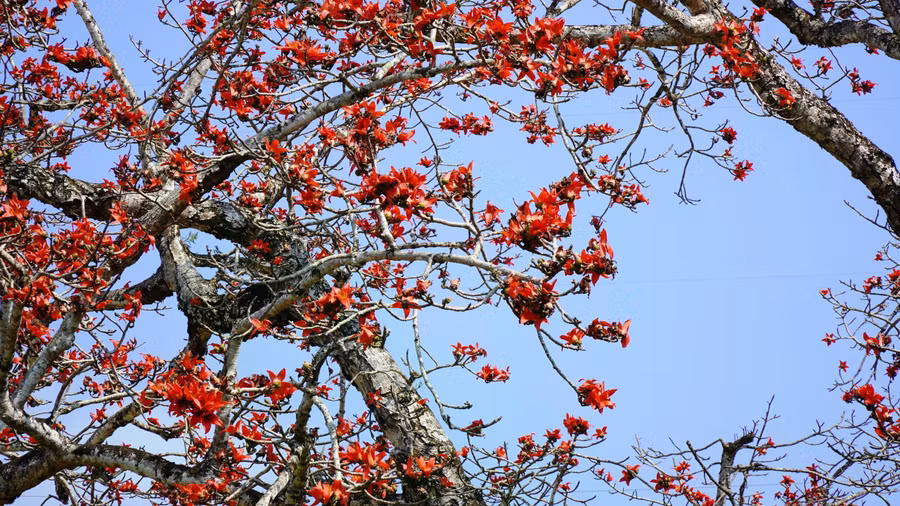 Những cành cây không lá, chỉ chi chít những chùm hoa đỏ rực rỡ. ẢNH: MẠNH CƯỜNG