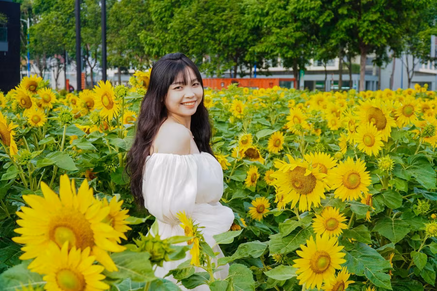 Hóa thân thành “nàng thơ” giữa vườn hoa hướng dương. ẢNH: PHAN HƯƠNG