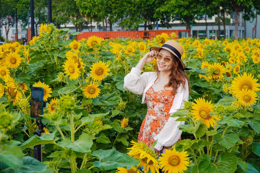 Tự mình quay video, check-in cùng hoa hướng dương. ẢNH: PHAN HƯƠNG
