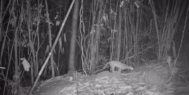 Beo lửa có tên khoa học là Catopuma temminckii, thuộc diện quý hiếm, phân bố chủ yếu trong khu vực Đông Nam Á. Chúng thích sống trong những cánh rừng lá xanh quanh năm.