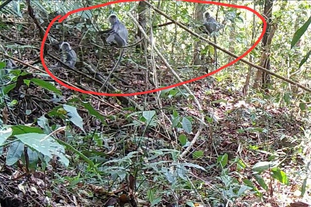 Voọc bạc (trong khoanh đỏ) có tên khoa học là Trachypithecus germaini caudalis, hiện được xếp vào loại động vật nguy cấp, quý hiếm, nhóm IB, cần được bảo vệ nghiêm ngặt.