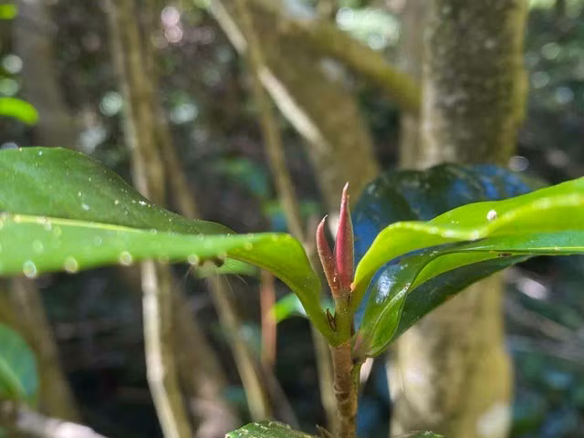Mùa đông, cũng là lúc dòng trà búp tím vào vụ. . Ảnh: Lam Phong