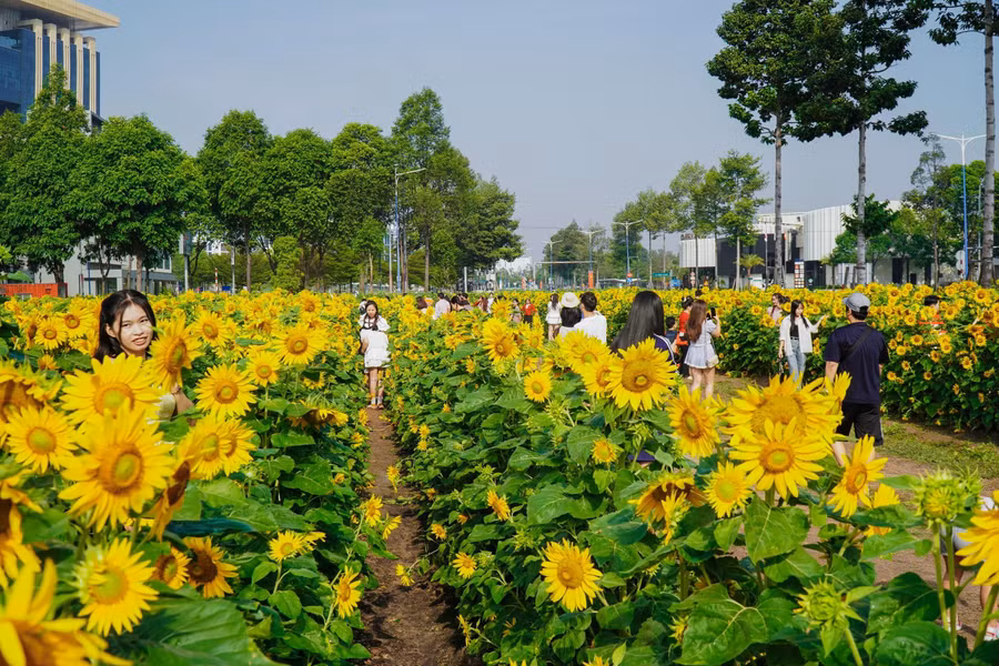 Vườn hoa hướng dương tại Bình Dương đang được nhiều bạn trẻ quan tâm. ẢNH: PHAN HƯƠNG