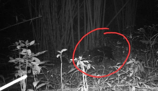 Gấu ngựa (trong khoanh đỏ) có tên khoa học là Ursus thibetanus, còn được biết đến với tên gọi Gấu đen Tây Tạng, Gấu đen châu Á. Gấu ngựa là loài động rất quý hiếm, hầu như đã bị tuyệt chủng ngoài thiên nhiên.