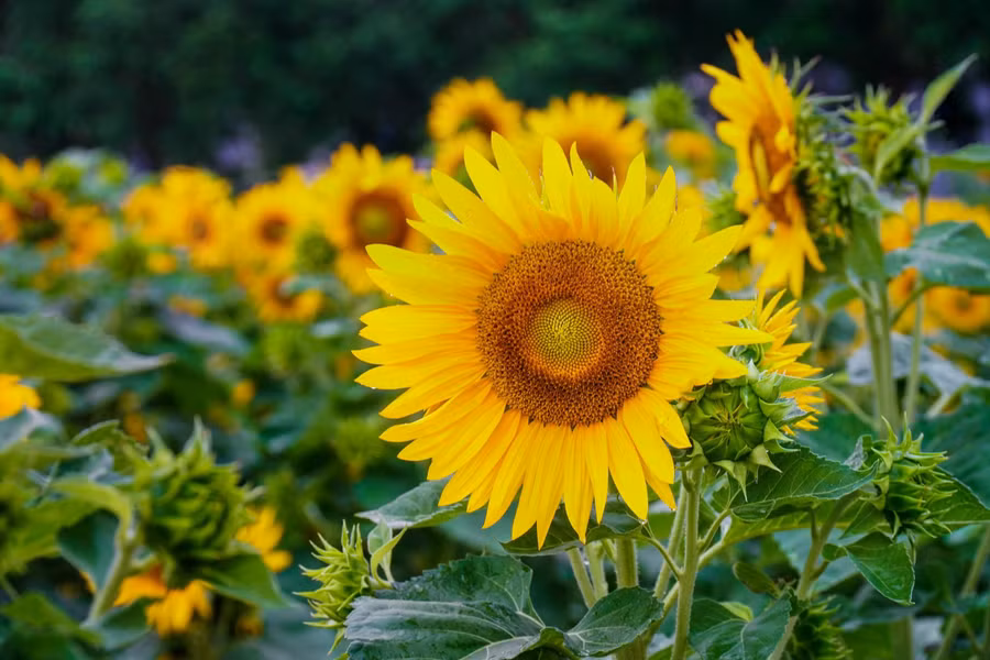 Vườn hoa hướng dương vào đúng dịp bung nở rực rỡ. ẢNH: PHAN HƯƠNG