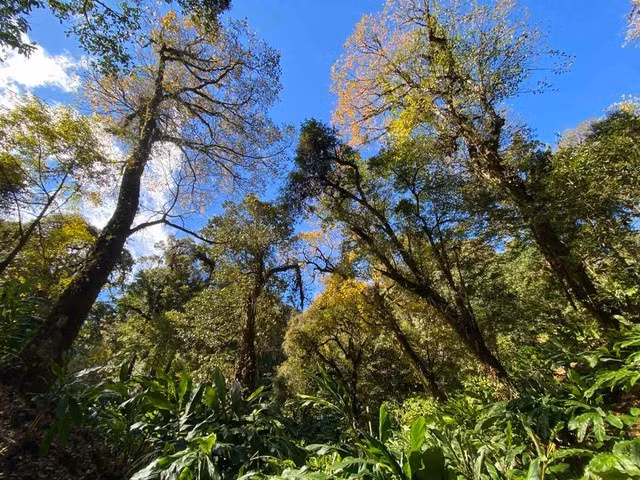 Dưới tán rừng nguyên sinh là nương thảo quả, đặc sản của người Mông Hô Tra. Ảnh: Lam Phong