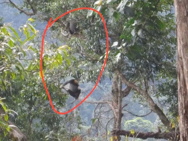 Vọoc chà vá chân xám (trong khoanh đỏ) có tên khoa học là Pygathrix cinerea, thuộc diện đặc hữu, quý hiếm. Vọoc chà vá chân xám có tên trong Sách đỏ Việt Nam và thế giới.