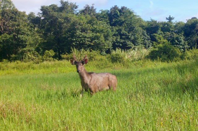 Nai cà tông là loài động vật cực kỳ quý hiếm, được ghi trong Sách đỏ Việt Nam và thế giới. Động vật này có đặc tính hiền lành, phân bố chủ yếu ở Kon Tum, Đắk Lắk.
