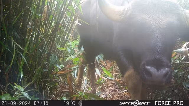 Bò tót có tên khoa học là Bos gaurus, thuộc họ trâu, lông màu sẫm và kích thước lớn. Bò tót sinh sống chủ yếu ở khu vực Đông Nam Á và một số nước khác trên thế giới. Đây là động vật quý hiếm, nằm trong Sách đỏ. Pháp luật Việt Nam nghiêm cấm mọi hành vi săn bắt, xâm hại bò tót.