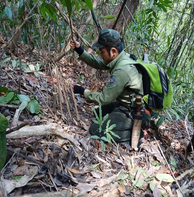 Để bảo vệ động vật quý hiếm , nhân viên Vườn quốc gia Chư Mom Ray thường xuyên đi tuần tra, gỡ bẫy.