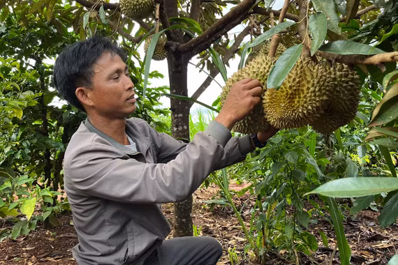 Sầu riêng Việt thu gần 2 tỷ USD từ Trung Quốc, vì sao cuộc đua sắp khó hơn?