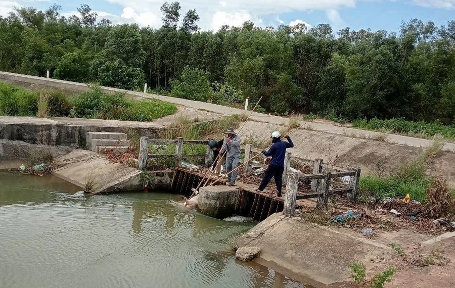 Công nhân Xí nghiệp Thủy lợi V vớt xác heo chết tấp vào lưới chắn trên kênh tưới Văn Phong qua xã Bình An và Bình Hiệp. Ảnh: XNCC cong-nhan-xi-nghiep-thuy-loi-v-vot-xac-heo-chet-tap-vao-luoi-chan-tren-kenh-tuoi-van-phong-qua-xa-binh-an-va-binh-hiep-anh-xncc.jpg