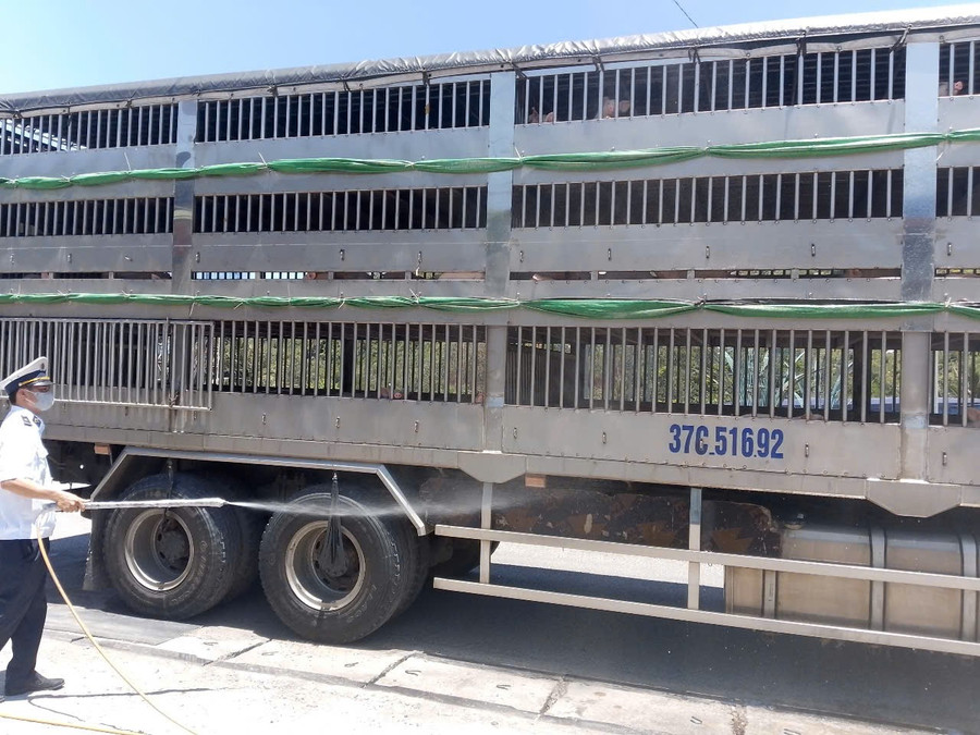 Lực lượng thú y tại chốt kiểm soát dịch bệnh động vật Bình Đê phun khử trùng các phương tiện vận chuyển heo trước khi vào tỉnh. Ảnh: TL 1.jpg