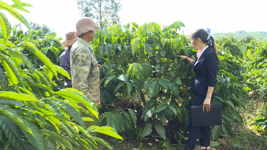 can-bo-ngan-hang-csxh-huyen-mang-yang-kiem-tra-hieu-qua-su-dung-von-uu-dai-de-dau-tu-cai-tao-vuon-ca-phe-tai-ho-ong-anhip-o-lang-dak-ya-xa-dak-ya-anh-thanh-nhat-dscn1426.jpg