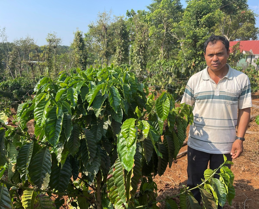 Ông Blach bên vườn cà phê của gia đình. Ảnh: P.D Ông Blach bên vườn cà phê của gia đình. Ảnh: P.D