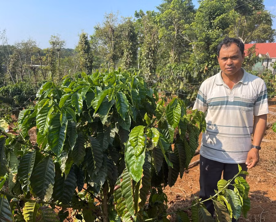 Ông Blach bên vườn cà phê của gia đình. Ảnh: P.D