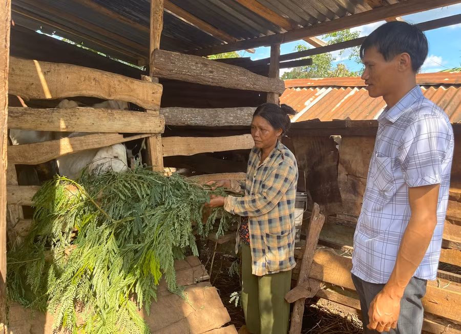 Chủ tịch Ủy ban MTTQ Việt Nam xã Ia Blang Nguyễn Viết Quyền trao đổi với gia đình bà Grinh về mô hình nuôi dê. Ảnh: A.H