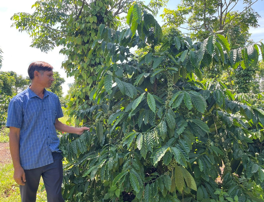 Ông Rơ Châm Byik (làng Châm Aneh, phường Chi Lăng, TP. Pleiku) làm giàu từ mô hình trồng trọt và kinh doanh. Ảnh: P.D