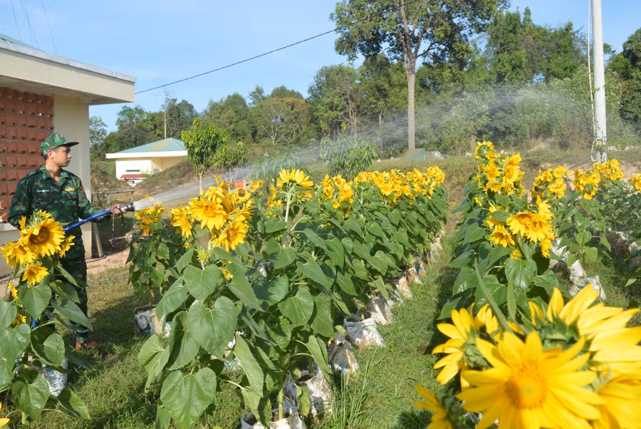 Thiếu úy Nguyễn Văn Đông đang chăm sóc vườn hoa hướng dương. Ảnh: Anh Huy