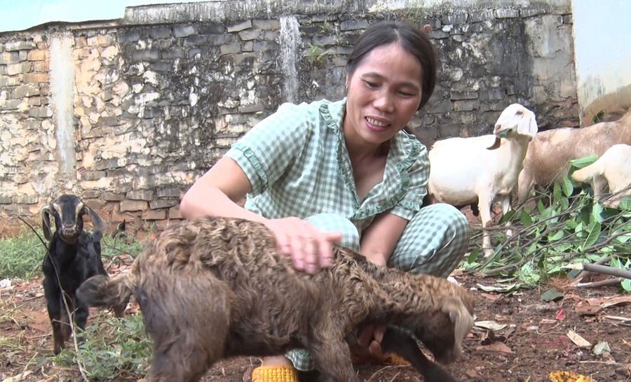 Chị Hoàng Thị Trâm bên đàn dê của gia đình. Ảnh: Anh Huy Chị Hoàng Thị Trâm bên đàn dê của gia đình. Ảnh: Anh Huy