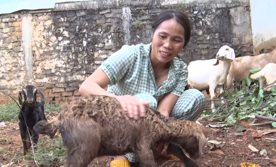 Chị Hoàng Thị Trâm bên đàn dê của gia đình. Ảnh: Anh Huy