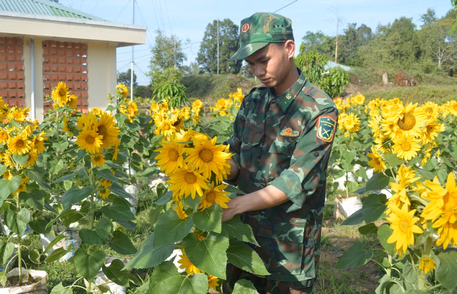 Binh nhất Phùng Văn Quán chăm chút cho những chậu hướng dương của đơn vị thêm rực rỡ. Ảnh: Anh Huy