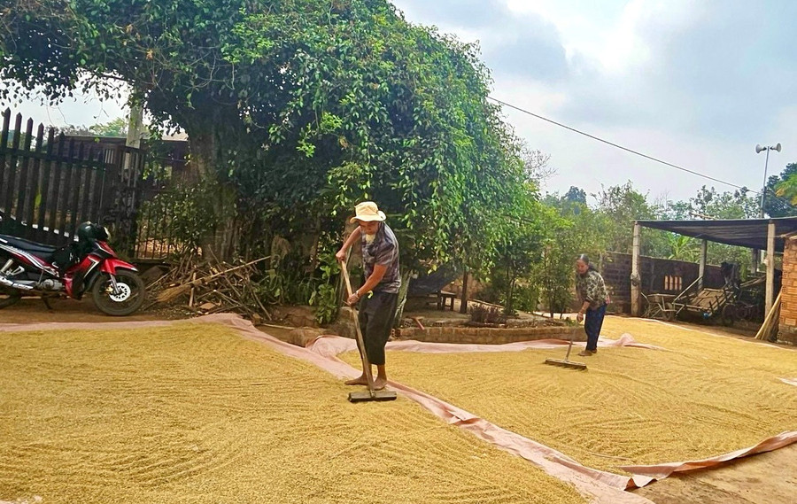 Ngoài duy trì đàn bò sinh sản, ông Lưih còn trồng, chăm sóc 3,5 ha lúa nước, bời lời và cà phê. Ảnh: A.H Ngoài duy trì đàn bò sinh sản, ông Lưih còn trồng, chăm sóc 3,5 ha lúa nước, bời lời và cà phê. Ảnh: A.H