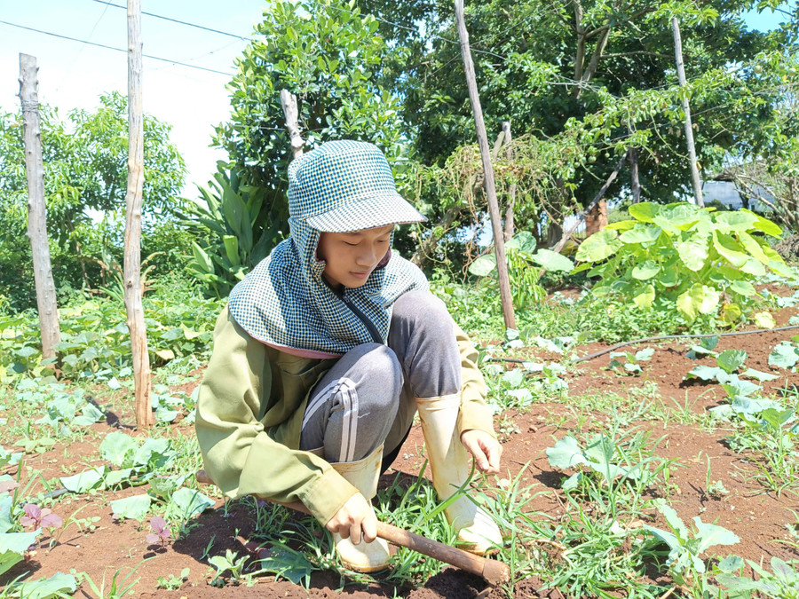 Sau giờ học, em Yến phụ giúp anh chị trồng rau và đi làm thêm để kiếm thêm thu nhập mua đồ dùng học tập. Ảnh: Đồng Lai Sau giờ học, em Yến phụ giúp anh chị trồng rau và đi làm thêm để kiếm thêm thu nhập mua đồ dùng học tập. Ảnh: Đồng Lai