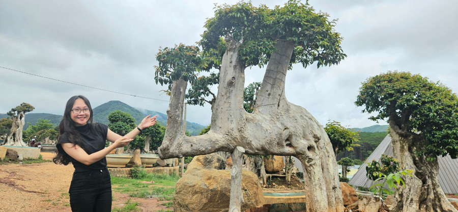 Cây bằng lăng có hình dáng tựa con lạc đà được ông Hòa trưng bày tại khu vườn. Ảnh: Ngọc Duy Cây bằng lăng có hình dáng tựa con lạc đà được ông Hòa trưng bày tại khu vườn. Ảnh: Ngọc Duy