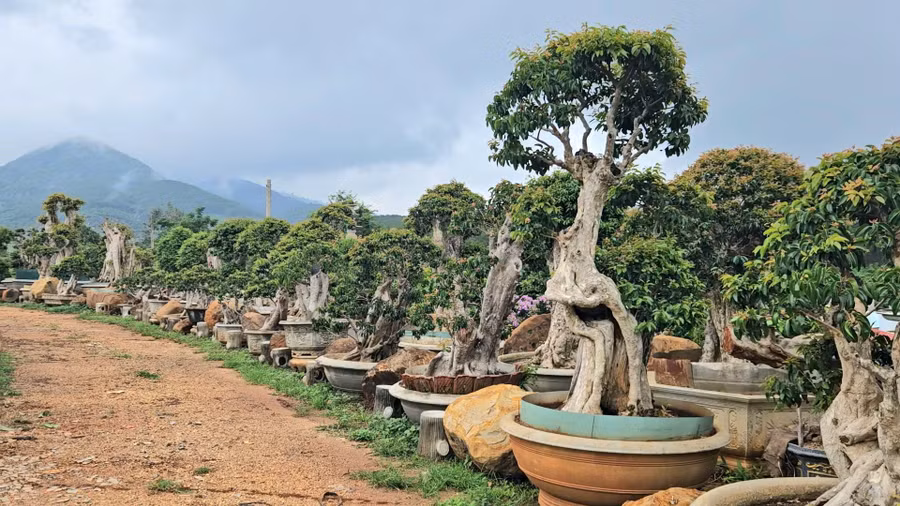 Một góc nhỏ của khu vườn bằng lăng bonsai. Ảnh: Ngọc Duy