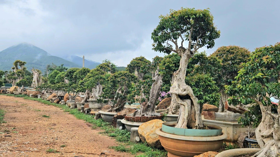 Một góc nhỏ của khu vườn bằng lăng bonsai. Ảnh: Ngọc Duy Một góc nhỏ của khu vườn bằng lăng bonsai. Ảnh: Ngọc Duy