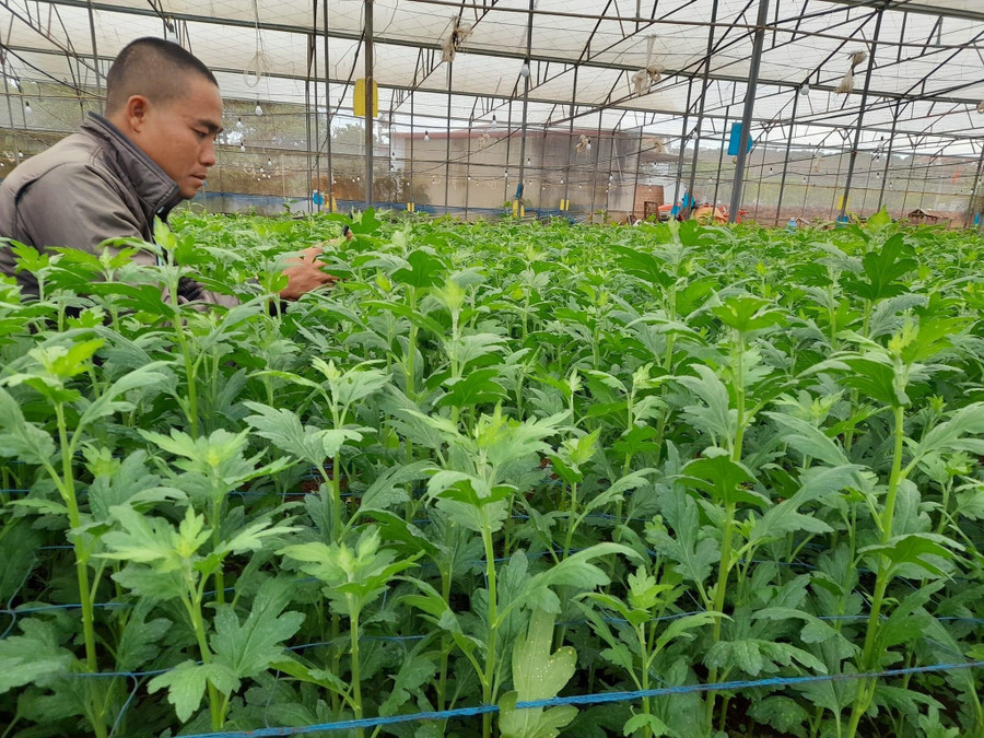 Lứa hoa cúc đầu tiên sinh trưởng, phát triển tốt. Ảnh: Nguyễn Diệp