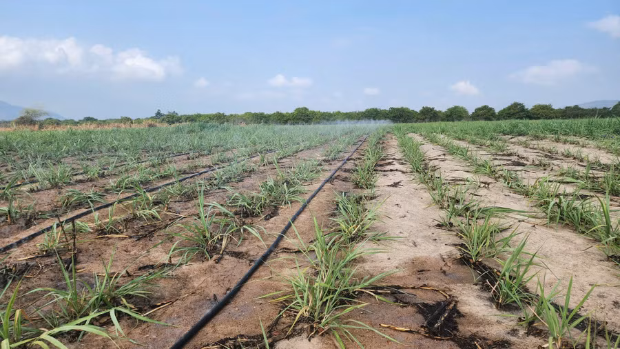 Tưới nước tiết kiệm cho cây mía tại huyện Krông Pa. Ảnh: Nguyễn Lê