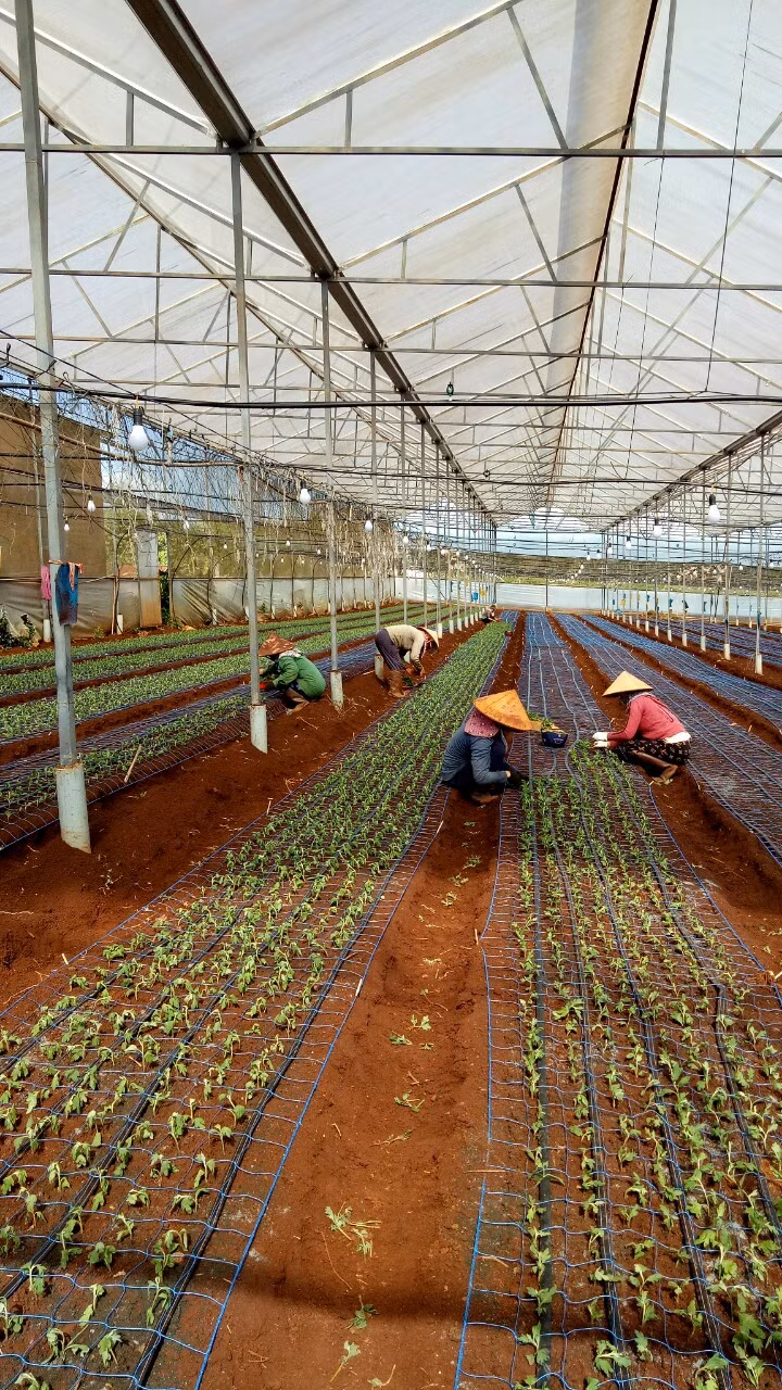 Dự án ứng dụng công nghệ đèn Led trồng hoa cúc trong nhà lồng tại xã Hneng. Ảnh Nguyễn Diệp