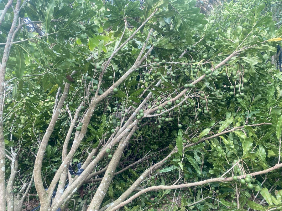 Gió mạnh đã làm nhiều diện tích cây mắc ca bị ngã đổ. Ảnh: Người dân cung cấp Gió mạnh đã làm nhiều diện tích cây mắc ca bị ngã đổ. Ảnh: Người dân cung cấp