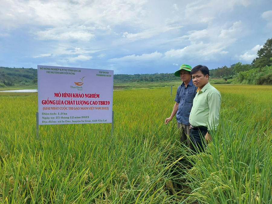 Mô hình khảo nghiệm giống lúa TBR39 tại xã Ia Der (huyện Ia Grai) Ảnh: Nguyễn Diệp