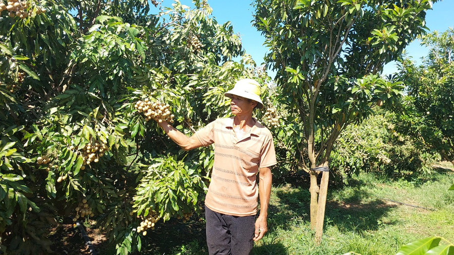 Ông Giang bên vườn nhãn trái vụ.Ảnh: Nguyễn Diệp