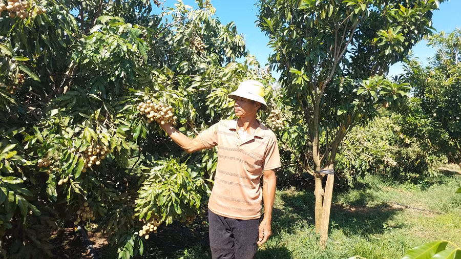 Ông Giang bên vườn nhãn trái vụ.Ảnh: Nguyễn Diệp