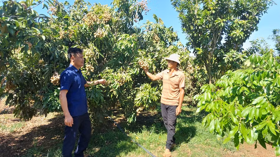 Vườn nhãn trái vụ trồng xen canh với cây Sa pô chê. Ảnh: Nguyễn Diệp