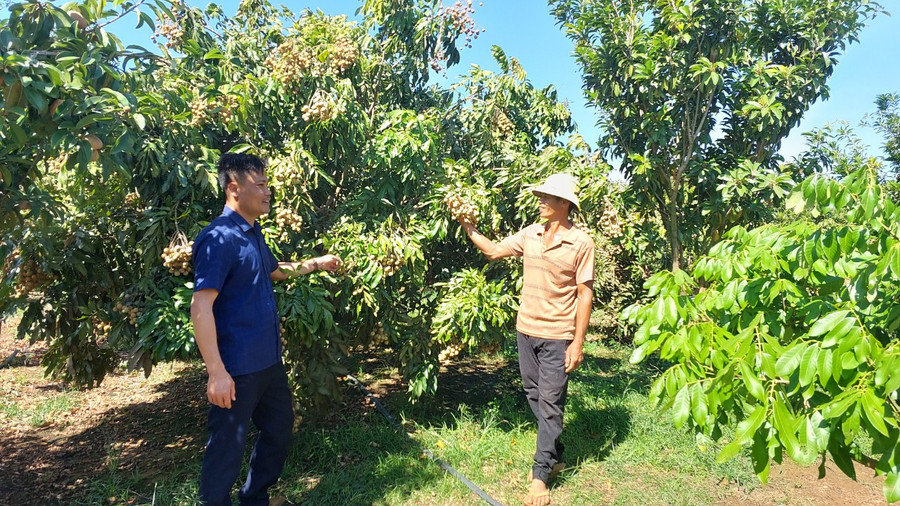 Vườn nhãn trái vụ trồng xen canh với cây Sa pô chê. Ảnh: Nguyễn Diệp