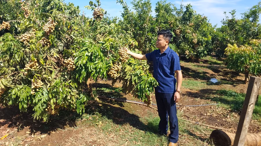 Phó Chủ tịch UBND xã Ia Piơr Hà Văn Tin thăm vườn nhãn trái vụ. Ảnh: Nguyễn Diệp