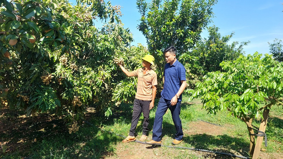 Vườn nhãn trà sớm bán Tết của ông Giang. Ảnh: Nguyễn Diệp