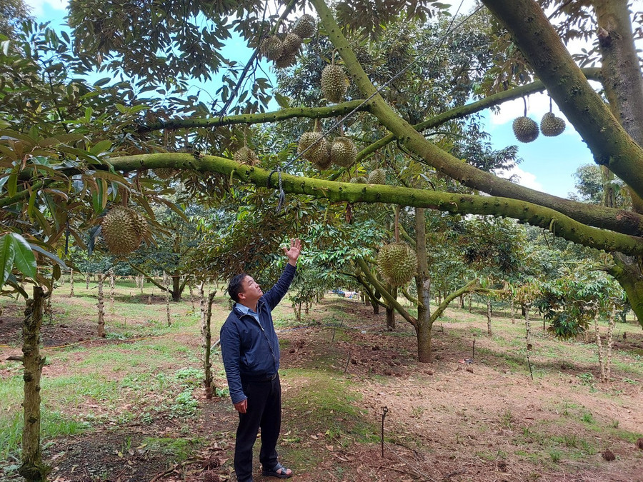 Sầu riêng đang là mặt hàng xuất khẩu mang lại giá trị kinh tế cao. Ảnh: Nguyễn Diệp