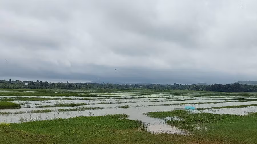 Mưa lớn trong những ngày qua khiến một số cánh đồng xã Chư Á( TP.Pleiku) bắt đầu ngập. Ảnh: Nguyễn Diệp Mưa lớn trong những ngày qua khiến một số cánh đồng xã Chư Á( TP.Pleiku) bắt đầu ngập. Ảnh: Nguyễn Diệp